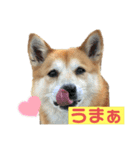犬、時々飼い主（個別スタンプ：6）
