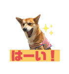 犬、時々飼い主（個別スタンプ：7）