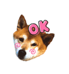 犬、時々飼い主（個別スタンプ：9）