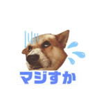 犬、時々飼い主（個別スタンプ：10）