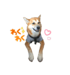 犬、時々飼い主（個別スタンプ：11）