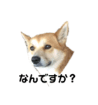 犬、時々飼い主（個別スタンプ：12）