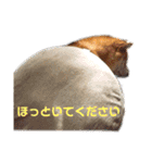 犬、時々飼い主（個別スタンプ：14）