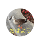 カモたっぷり（個別スタンプ：8）
