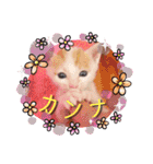 カンナちゃんの地域猫活動専用スタンプ（個別スタンプ：1）
