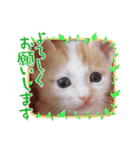 カンナちゃんの地域猫活動専用スタンプ（個別スタンプ：3）