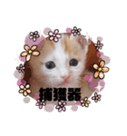 カンナちゃんの地域猫活動専用スタンプ（個別スタンプ：10）