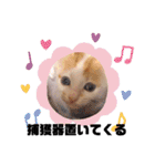 カンナちゃんの地域猫活動専用スタンプ（個別スタンプ：11）