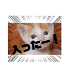 カンナちゃんの地域猫活動専用スタンプ（個別スタンプ：12）