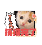 カンナちゃんの地域猫活動専用スタンプ（個別スタンプ：13）