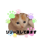 カンナちゃんの地域猫活動専用スタンプ（個別スタンプ：14）