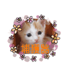 カンナちゃんの地域猫活動専用スタンプ（個別スタンプ：16）