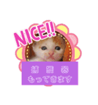 カンナちゃんの地域猫活動専用スタンプ（個別スタンプ：17）