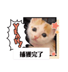 カンナちゃんの地域猫活動専用スタンプ（個別スタンプ：18）