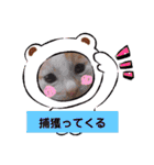 カンナちゃんの地域猫活動専用スタンプ（個別スタンプ：19）