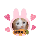 カンナちゃんの地域猫活動専用スタンプ（個別スタンプ：20）