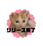 カンナちゃんの地域猫活動専用スタンプ（個別スタンプ：22）