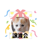 カンナちゃんの地域猫活動専用スタンプ（個別スタンプ：25）