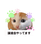 カンナちゃんの地域猫活動専用スタンプ（個別スタンプ：27）