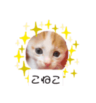 カンナちゃんの地域猫活動専用スタンプ（個別スタンプ：28）