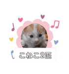 カンナちゃんの地域猫活動専用スタンプ（個別スタンプ：29）