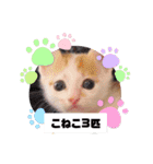 カンナちゃんの地域猫活動専用スタンプ（個別スタンプ：30）