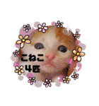 カンナちゃんの地域猫活動専用スタンプ（個別スタンプ：31）