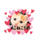 カンナちゃんの地域猫活動専用スタンプ（個別スタンプ：32）