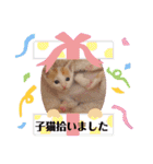 カンナちゃんの地域猫活動専用スタンプ（個別スタンプ：34）