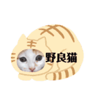 カンナちゃんの地域猫活動専用スタンプ（個別スタンプ：36）