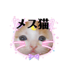 カンナちゃんの地域猫活動専用スタンプ（個別スタンプ：39）