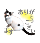 おこげとふじ②（個別スタンプ：3）