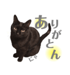 おこげとふじ②（個別スタンプ：4）