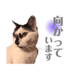 おこげとふじ②（個別スタンプ：27）