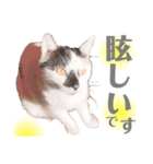 おこげとふじ②（個別スタンプ：37）