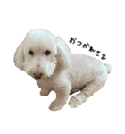 【第2弾】うちの犬 こももだよ！（個別スタンプ：1）