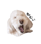 【第2弾】うちの犬 こももだよ！（個別スタンプ：2）