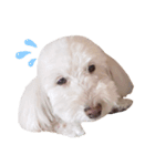 【第2弾】うちの犬 こももだよ！（個別スタンプ：3）