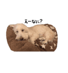 【第2弾】うちの犬 こももだよ！（個別スタンプ：6）