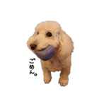 【第2弾】うちの犬 こももだよ！（個別スタンプ：8）