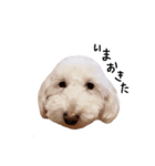 【第2弾】うちの犬 こももだよ！（個別スタンプ：10）
