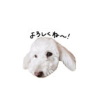 【第2弾】うちの犬 こももだよ！（個別スタンプ：11）