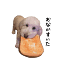 【第2弾】うちの犬 こももだよ！（個別スタンプ：12）