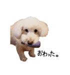 【第2弾】うちの犬 こももだよ！（個別スタンプ：13）