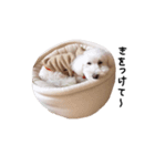 【第2弾】うちの犬 こももだよ！（個別スタンプ：15）