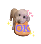 うちの犬 こももだよ！（個別スタンプ：1）