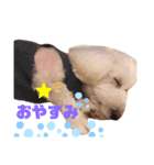 うちの犬 こももだよ！（個別スタンプ：2）