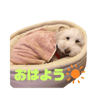 うちの犬 こももだよ！（個別スタンプ：3）