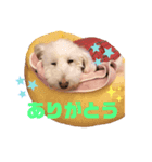 うちの犬 こももだよ！（個別スタンプ：4）