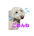 うちの犬 こももだよ！（個別スタンプ：5）